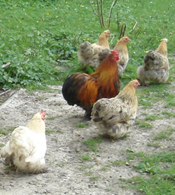 Biologisch kippenvoer voor onze Cochins