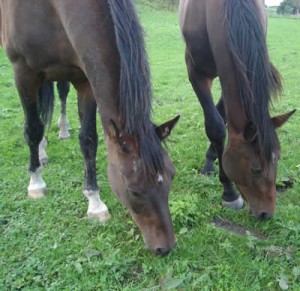 Biologisch paardenvoer als aanvulling op ruwvoer - Atargatis, Voorne-Putten ZH