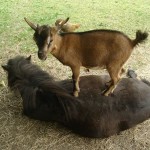 Onze paarden, geiten en kippen vitaal met biologisch voer