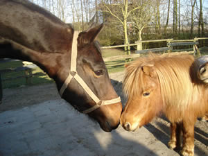 Biologische paardenvoeding voor paard en pony