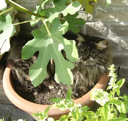 Maine Coon Isis op een veilig plekje in de zon